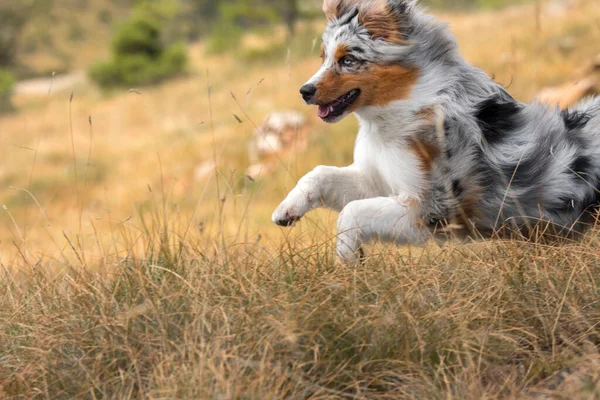 ブルーメルルオーストラリアの羊飼いの子犬の犬はイタリアのリグーリア州のPragliaの牧草地で実行されます — ストック写真