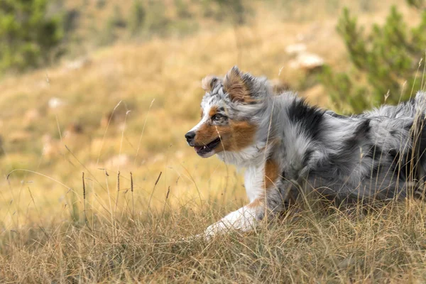 Merle Azzurro Cane Pastore Australiano Corre Sul Prato Dei Praglia — Foto Stock