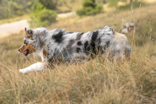 Mavi Merle Avustralyalı Çoban Köpeği Talya Ligurya Praglia Nın Çayırında — Stok fotoğraf