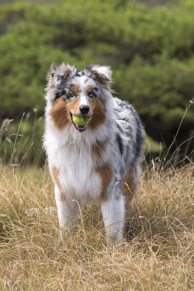 Azul Merle Cão Pastor Australiano Cachorro Corre Prado Praglia Ligúria — Fotografia de Stock