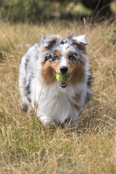 Blå Merle Australiska Herde Valp Hund Körs Ängen Praglia Ligurien — Stockfoto