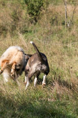 Bir çift köpek, mavi merle Australian çoban köpeği ve melez pitbull köpeği, İtalya 'da Liguria' da Praglia 'nın çayırlarında koşuyorlar.