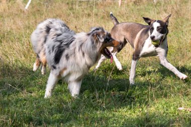 Bir çift köpek, mavi merle Australian çoban köpeği ve melez pitbull köpeği, İtalya 'da Liguria' da Praglia 'nın çayırlarında koşuyorlar.