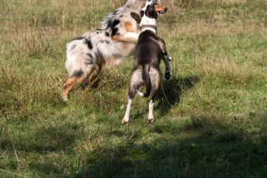 Bir çift köpek, mavi merle Australian çoban köpeği ve melez pitbull köpeği, İtalya 'da Liguria' da Praglia 'nın çayırlarında koşuyorlar.
