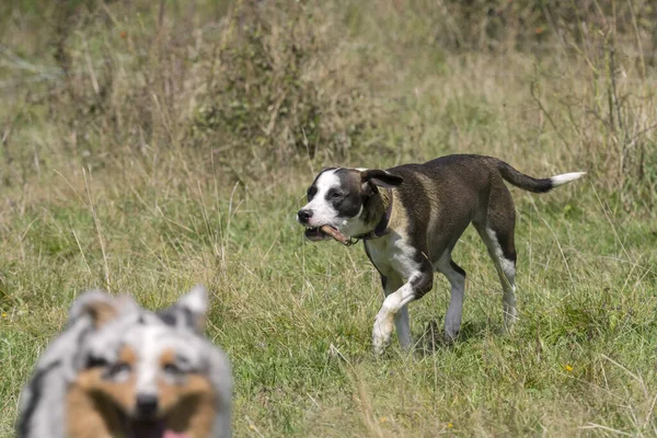 Casal Cães Azul Merle Cão Pastor Australiano Cão Pitbull Mestiço — Fotografia de Stock