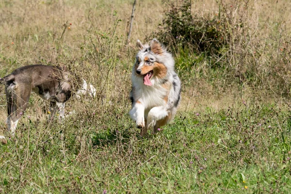 Paar Hunde Blue Merle Australian Shepherd Welpen Hund Und Mischling — Stockfoto