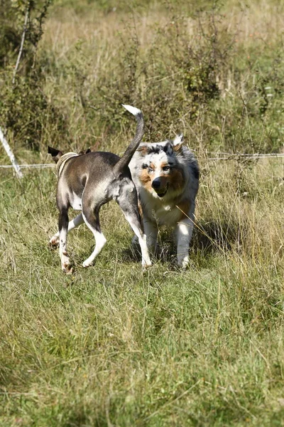 Pareja Perros Perrito Pastor Australiano Merle Azul Perro Pitbull Mestizo —  Fotos de Stock