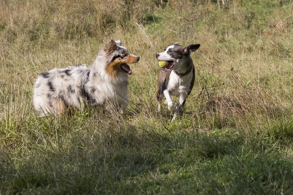 Casal Cães Azul Merle Cão Pastor Australiano Cão Pitbull Mestiço — Fotografia de Stock