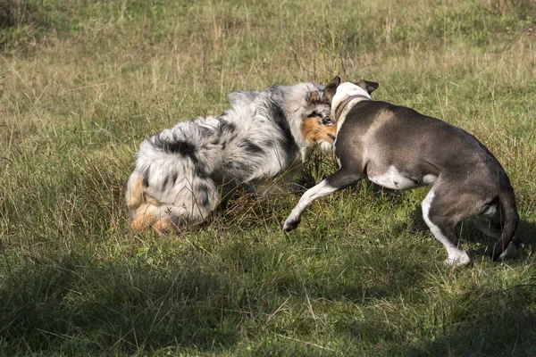 在意大利利古里亚的草原上奔跑的两只狗 一只是蓝色的 一只是澳大利亚牧羊犬 一只是混血儿 一只是混血儿 — 图库照片