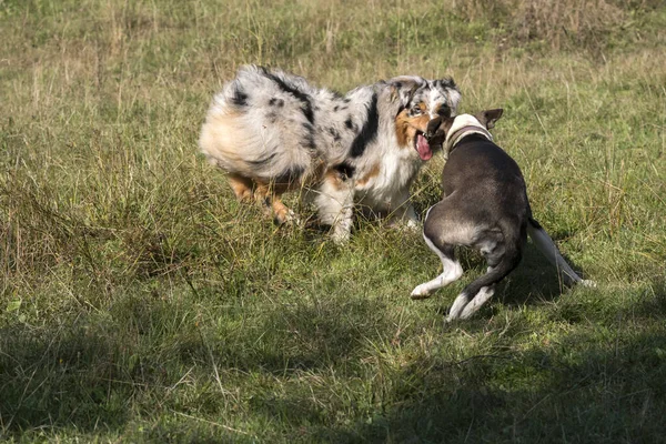 Casal Cães Azul Merle Cão Pastor Australiano Cão Pitbull Mestiço — Fotografia de Stock