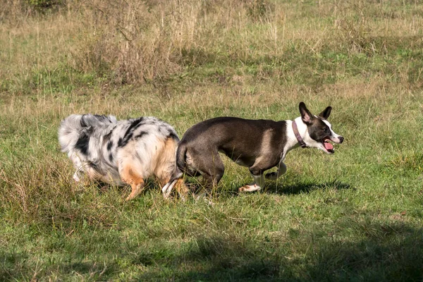 Casal Cães Azul Merle Cão Pastor Australiano Cão Pitbull Mestiço — Fotografia de Stock