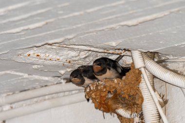 Yunanistan 'da yuvanın içinde yiyecek bekleyen yavruları yut