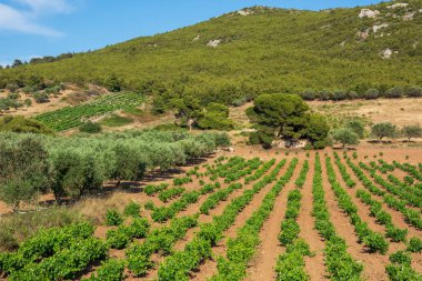 Yunanistan 'da yaz aylarında yeşil üzüm bağları
