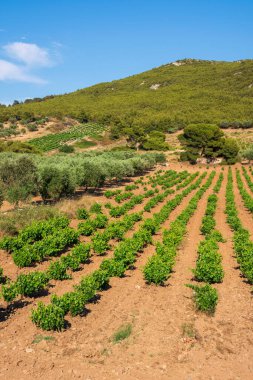Yunanistan 'da yaz aylarında yeşil üzüm bağları