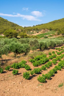 Yunanistan 'da yaz aylarında yeşil üzüm bağları