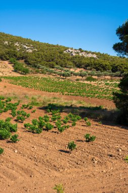 Yunanistan 'da yaz aylarında yeşil üzüm bağları
