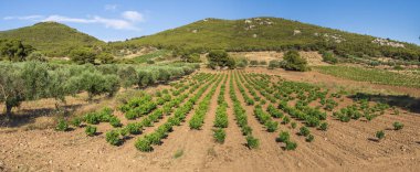 Yunanistan 'da yaz aylarında yeşil üzüm bağları
