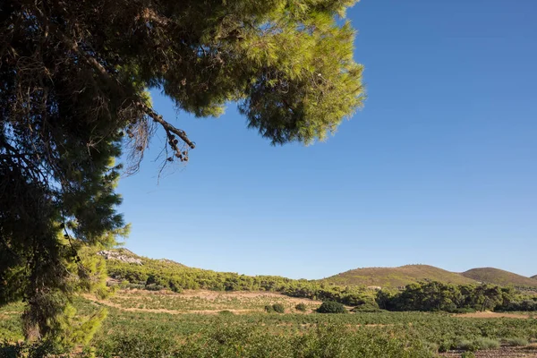 Vinhas Verdes Verão Grécia — Fotografia de Stock