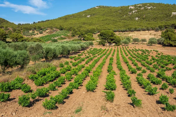 Vinhas Verdes Verão Grécia — Fotografia de Stock