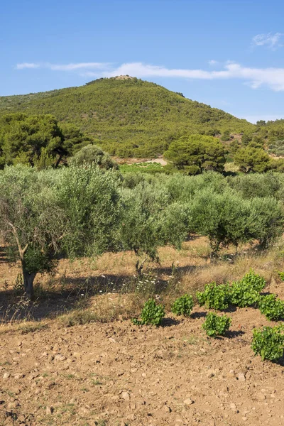 Vinhas Verdes Verão Grécia — Fotografia de Stock