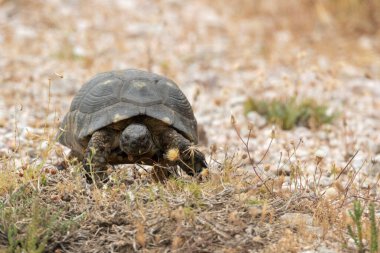 Yunan kaplumbağası Yunanistan 'da Keratea' nın zirvesinde