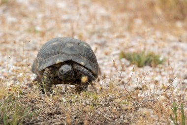 Yunan kaplumbağası Yunanistan 'da Keratea' nın zirvesinde