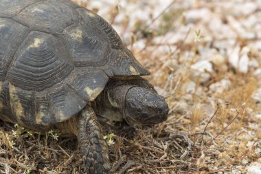 Yunan kaplumbağası Yunanistan 'da Keratea' nın zirvesinde