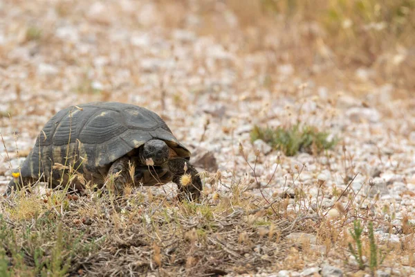 Tortue Grecque Sur Les Hauteurs Keratea Grèce — Photo