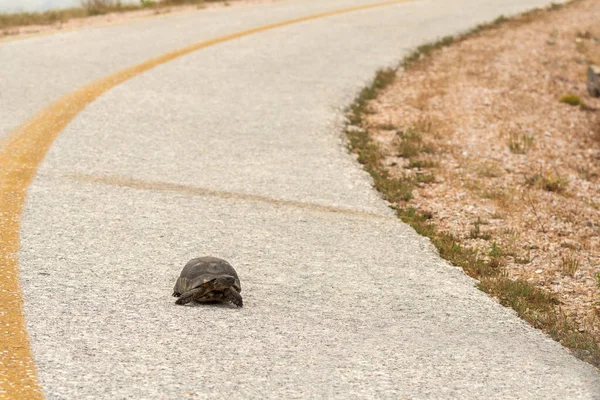 Tortue Grecque Sur Les Hauteurs Keratea Grèce — Photo