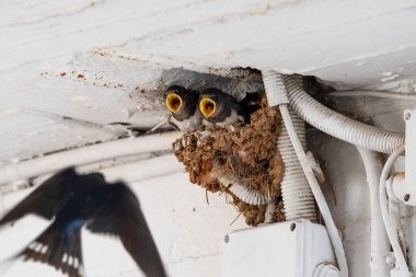 Yunanistan 'da yuvanın içinde yiyecek bekleyen yavruları yut