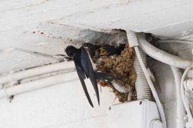 Yunanistan 'da yuvanın içinde yiyecek bekleyen yavruları yut