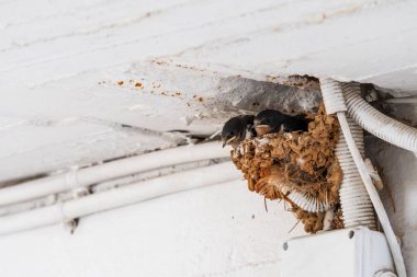 Yunanistan 'da yuvanın içinde yiyecek bekleyen yavruları yut