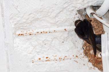 Yunanistan 'da yuvanın içinde yiyecek bekleyen yavruları yut