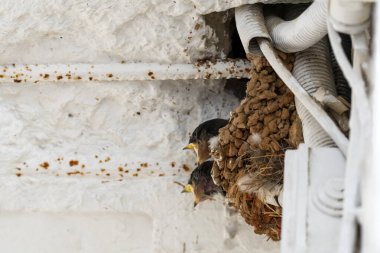 Yunanistan 'da yuvanın içinde yiyecek bekleyen yavruları yut