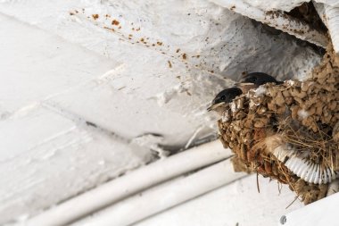 Yunanistan 'da yuvanın içinde yiyecek bekleyen yavruları yut