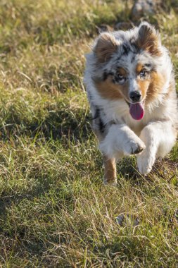 Mavi merle Avustralyalı çoban köpeği İtalya 'da Ligurya' da Praglia 'nın çayırında koşuyor.