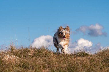 Mavi merle Avustralyalı çoban köpeği İtalya 'da Ligurya' da Praglia 'nın çayırında koşuyor.