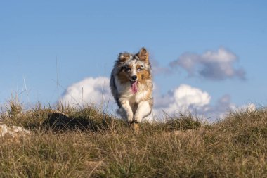 Mavi merle Avustralyalı çoban köpeği İtalya 'da Ligurya' da Praglia 'nın çayırında koşuyor.