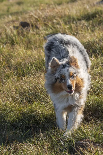 Bleu Merle Chien Berger Australien Chien Court Sur Prairie Praglia — Photo