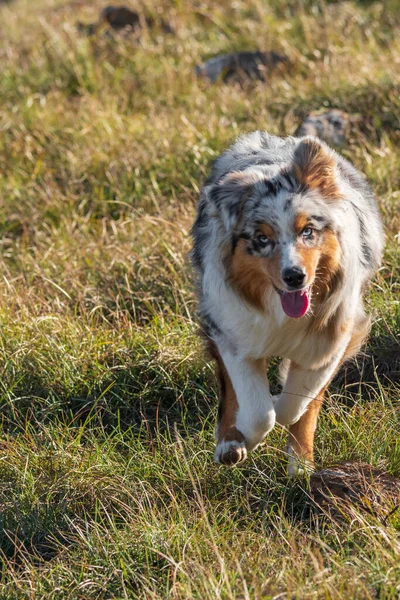 Blauwe Merle Australische Herder Puppy Loopt Het Weitje Van Praglia — Stockfoto