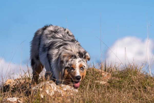 Mavi Merle Avustralyalı Çoban Köpeği Talya Ligurya Praglia Nın Çayırında — Stok fotoğraf