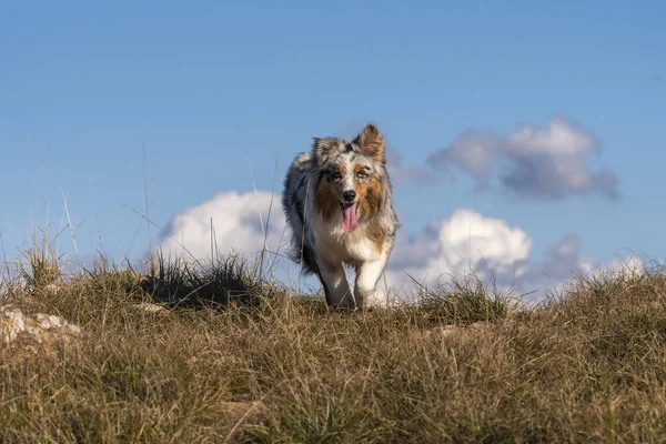 Perrito Pastor Australiano Merle Azul Corre Prado Praglia Liguria Italia —  Fotos de Stock