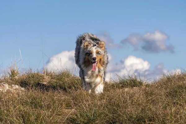 Mavi Merle Avustralyalı Çoban Köpeği Talya Ligurya Praglia Nın Çayırında — Stok fotoğraf