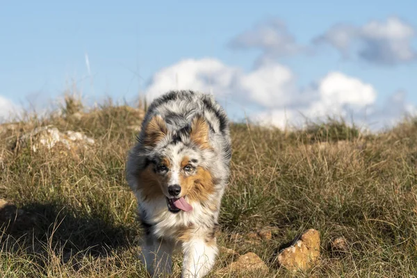 在意大利利古里亚 澳大利亚牧羊犬在草原上奔跑 — 图库照片