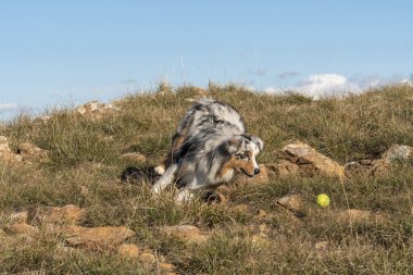 Mavi merle Avustralyalı çoban köpeği İtalya 'da Ligurya' da Praglia 'nın çayırında koşuyor.