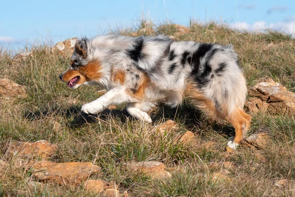 Biru Merle Anjing Gembala Australia Berjalan Padang Rumput Praglia Liguria — Stok Foto