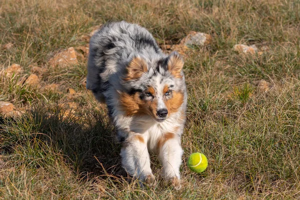 ブルーメルルオーストラリアの羊飼いの子犬の犬はイタリアのリグーリア州のPragliaの牧草地で実行されます — ストック写真