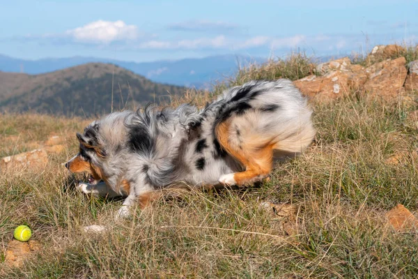 Biru Merle Anjing Gembala Australia Berjalan Padang Rumput Praglia Liguria — Stok Foto