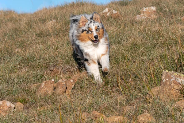 Mavi Merle Avustralyalı Çoban Köpeği Talya Ligurya Praglia Nın Çayırında — Stok fotoğraf