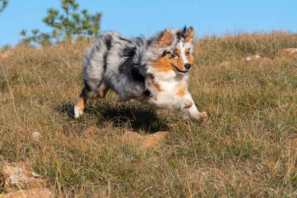 Merle Azzurro Cane Pastore Australiano Corre Sul Prato Dei Praglia — Foto Stock